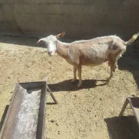 بز سانن  و بزغاله سانن