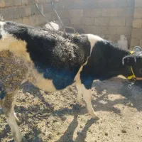 گوساله هلشتایین ماده|حیوانات مزرعه|سنندج, |دیوار