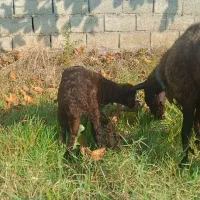 میش بابره ماده خوب|حیوانات مزرعه|کوهی‌خیل, |دیوار