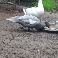 فروش یا معاوضه اردک اسرائیلی نقره ای|حیوانات مزرعه|قائم‌شهر, |دیوار