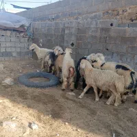 گوشت‌و‌بره‌|حیوانات مزرعه|جم, |دیوار