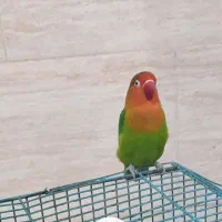 گم شده طوطی برزیلی