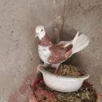کفتر