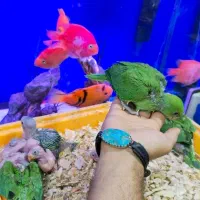 جوجه طوطی ملنگو