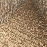 نهال دوساله|خدمات باغبانی و درختکاری|مراغه, |دیوار