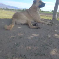سگ سرابی