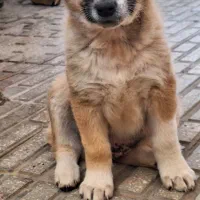 سگ سرابی رایگان|سگ|کرمانشاه, |دیوار