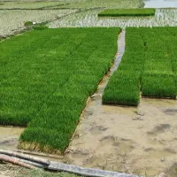 فروش برنج و خرده برنج کامفیروزی اعلا