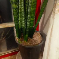 گل سانسوریا