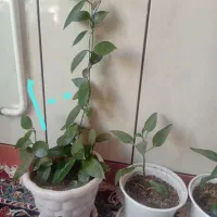 گل طبیعی فروشی|گل و گیاه طبیعی|قائن, |دیوار