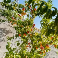 فروش فوری باغ بهترین لوکیشن سپیدان شیراز زیر قیمت|فروش زمین و ملک کلنگی|شیراز, میرزاکوچک خان|دیوار