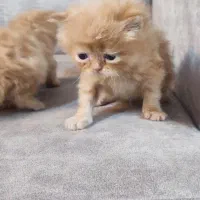 گربه های پرشین و بازیگوش|گربه|تهران, پارک شهر|دیوار