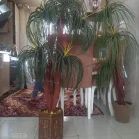 نخل مصنوعی  دو عددقیمت ۳