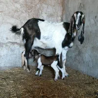 فروش بز بیگ