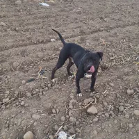 سگ پیتبول نر.۲ ساله