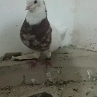 جفت طوقی