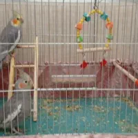 یک جفت عروس هلندی|پرنده|بوکان, |دیوار