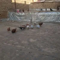 فروش کبوتر زر دم سفید و شامی وتوقی