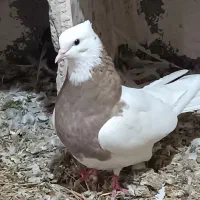 چند جفت طوقی ضمانتی|پرنده|فیروزآباد, |دیوار