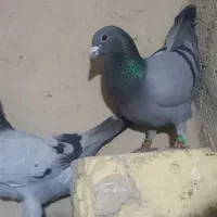 کبوتر مسافتی
