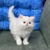 دنیای گربه های پرشین ( در تمامی رنگ ها )|گربه|اصفهان, جلفا|دیوار