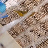 قناری نر ریزه خونی|پرنده|امیدیه, |دیوار