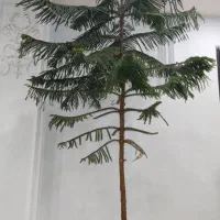 درختچه کاج کنار سالن