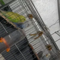 مرغ عشق بالغ|پرنده|تاکستان, |دیوار