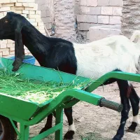 بز افغانی اصیل