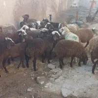 سی راس بره نر و ماده|حیوانات مزرعه|کرمانشاه, |دیوار