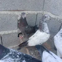 کبوتر پریده معاوزه با خروس لاری|پرنده|طبقده, |دیوار