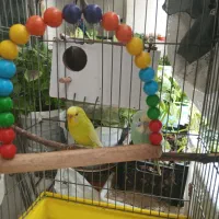 مرغ عشق بالغ جفت