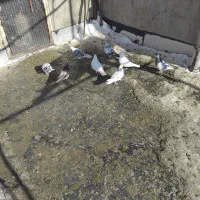 کبوتر|پرنده|سلطانیه, |دیوار