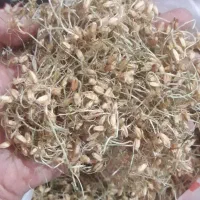 پودر جوانه گندم|خوردنی و آشامیدنی|کرج, حصارک پایین|دیوار