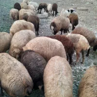 میش|حیوانات مزرعه|کرمانشاه, |دیوار