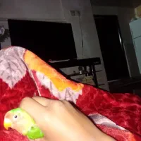 طوطی برزیلی|پرنده|بندر ماهشهر, |دیوار