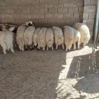 فروش فوری 6عدد کاور درجه یک|حیوانات مزرعه|دره شهر, |دیوار