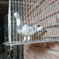 جفت سبزوبدرنگ پلنگ رگ وریشه دار