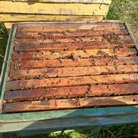 فروش زنبور