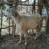 گیسه ابستن سنگین مایه کرده