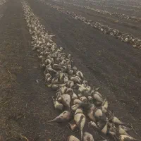 چغندر|خوردنی و آشامیدنی|نوشین شهر, |دیوار