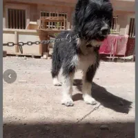 سلام سگ ریشی ماده