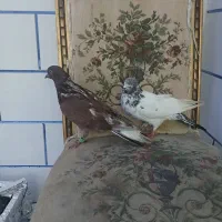 کبوتر دمگیر کاشانی  ساتن|پرنده|خمینی‌شهر, |دیوار