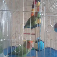 یک جفت طوطی برزیلی