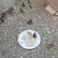 جوجه محلی وگلپایگان قیمت ۵۰ ۱۵ روزه