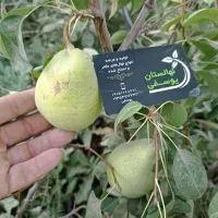 انواع نهال و درخت میوه در نهالستان خرم ، گلخانه|خدمات باغبانی و درختکاری|مشهد, سیس‌آباد|دیوار