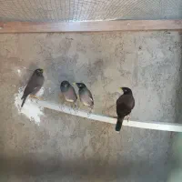 فروش تعدادی پرنده