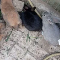 بچه خرگوش|موش و خرگوش|مشهد, رضاشهر|دیوار