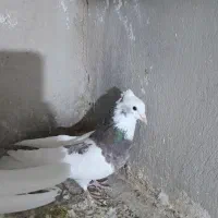 ۴ عدد طوقی نر درجه یک یک|پرنده|نورآباد, |دیوار