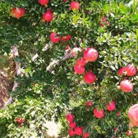 فروش. 2دوتن انار صادراتی شب یلدای عالی زیر پوشال